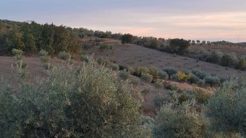Oliveraies de Trás-os-Montes