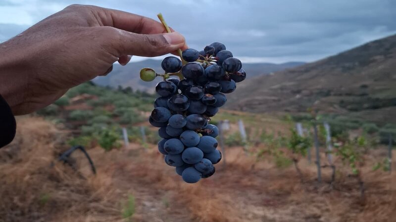 Récolte de raisin